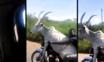 Funny Video : Kein Anhänger, kein Problem