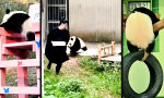 Funny Video - Evolutionsverweigerung in Pelz
