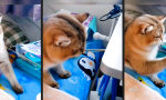 Funny Video - Wie Hits gemacht werden