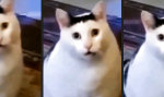 Funny Video - Dr. Katz ist online