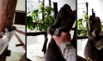 Lustiges Video : Kauziger Brummbär