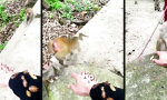 Der Affe kann nicht anders