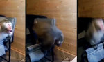 Funny Video - Das Endspiel im Nervensystem