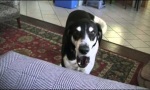 Funny Video : Dog Wants a Kitty