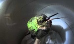 Lustiges Video - Schnarchender Kolibri