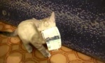 Lustiges Video - Geldgeile Pussy