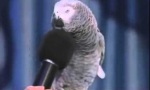 Klassiker: Papagei als Sound-FX-Generator