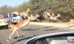 Asylantrag einer Antilope...