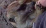 Funny Video - Kitzliges Erdmännchen...