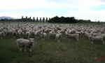 Movie : Der General der Schafs-Armee