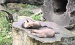 Otter zeigt seine Skills