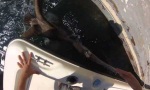 Funny Video - Lucky Day of a Fish