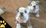 Funny Video - Bulldoggen sind die besseren Katzen