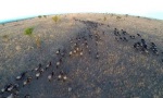 Copterdrone in der Serengeti