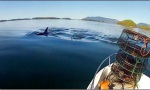 Funny Video : Orca Fly By