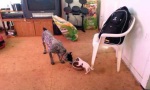 Funny Video - Who is the Boss?