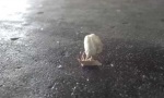 Bug im Bug